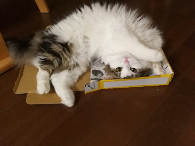 浅めの箱でかわいさアピールする猫