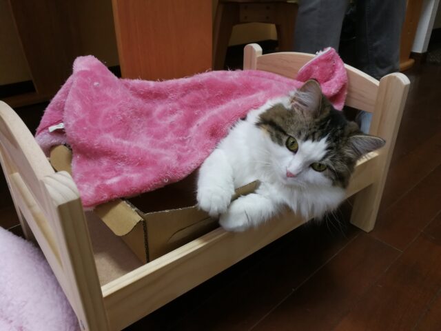 IKEAベッドに奇跡的に入ってくれた猫。