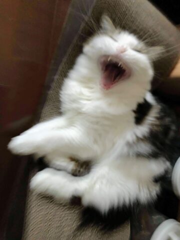 本日の猫 口から凍てつく波動的なものを出す猫 30代からのセミリタイア生活 夫婦二人と猫一匹