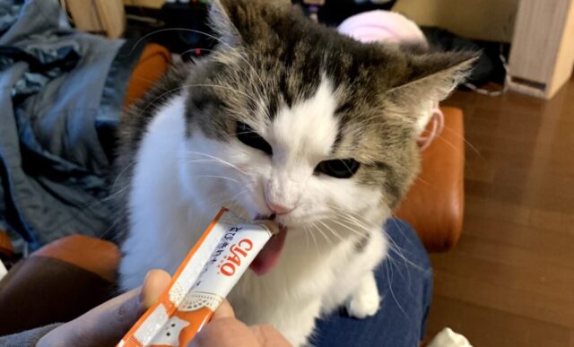 妻 猫記録 猫の日用品について 30代からのセミリタイア生活 夫婦二人と猫一匹