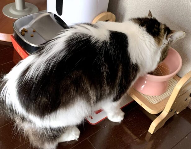 妻 猫記録 再手術 その後 30代からのセミリタイア生活 夫婦二人と猫一匹